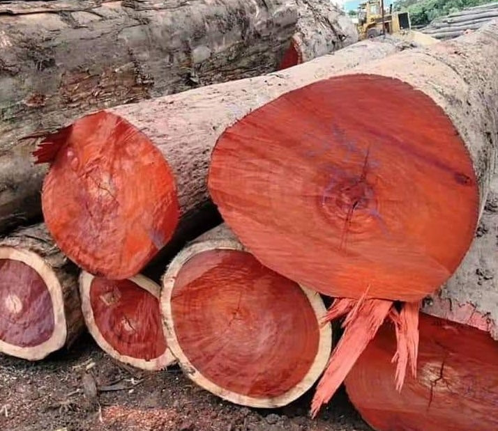Red Sandalwood Chips (Wild Crafted)