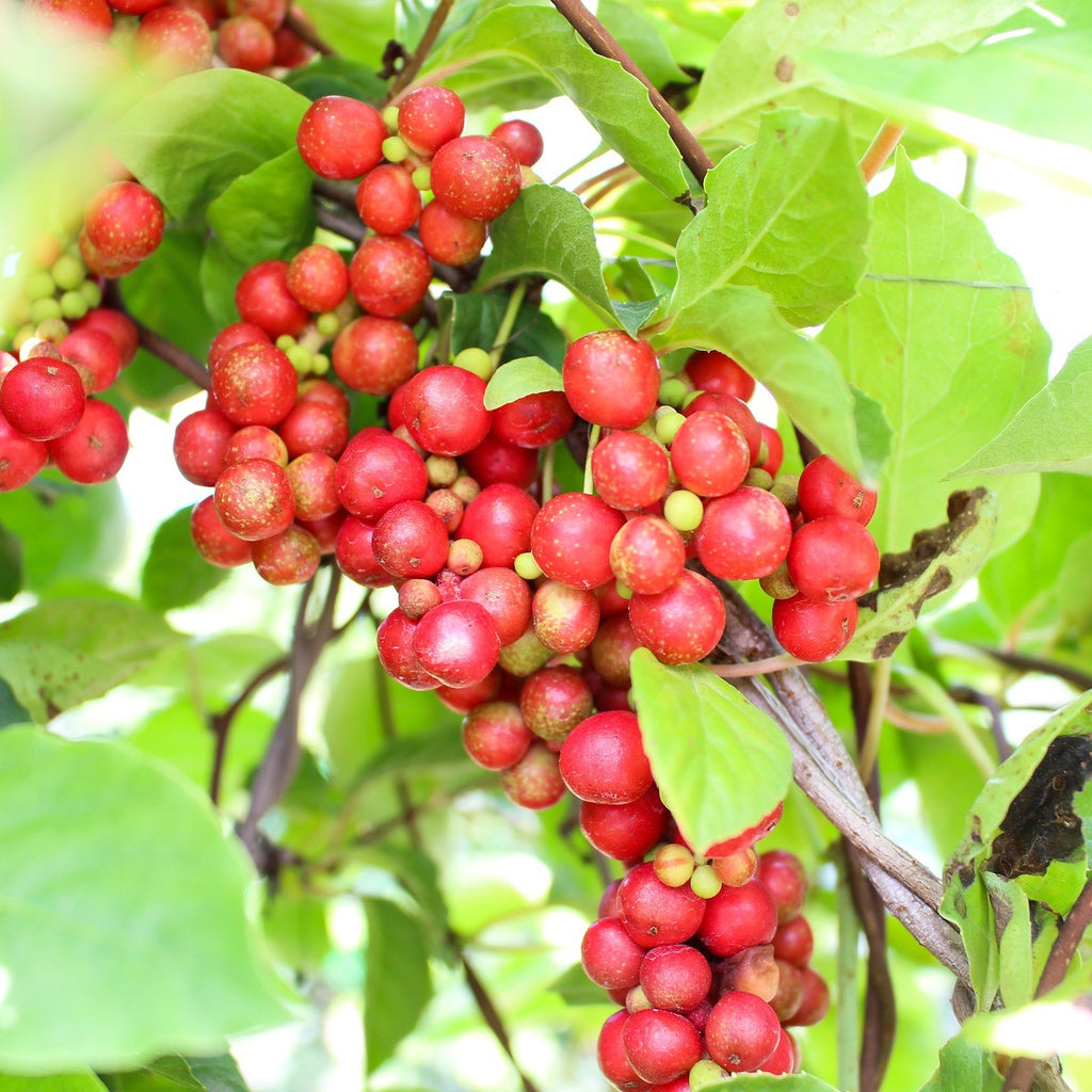 Schisandra Berries (Organic)