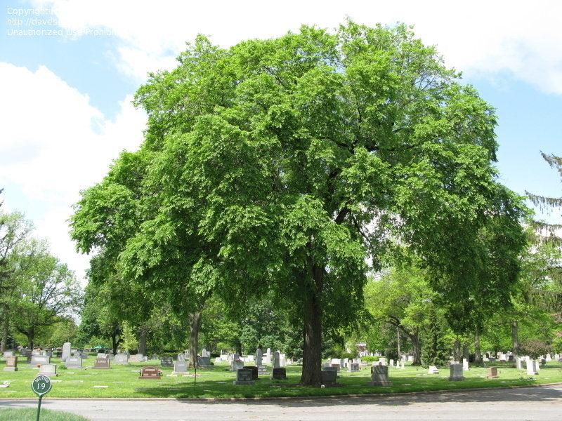 Slippery Elm Bark, Organic