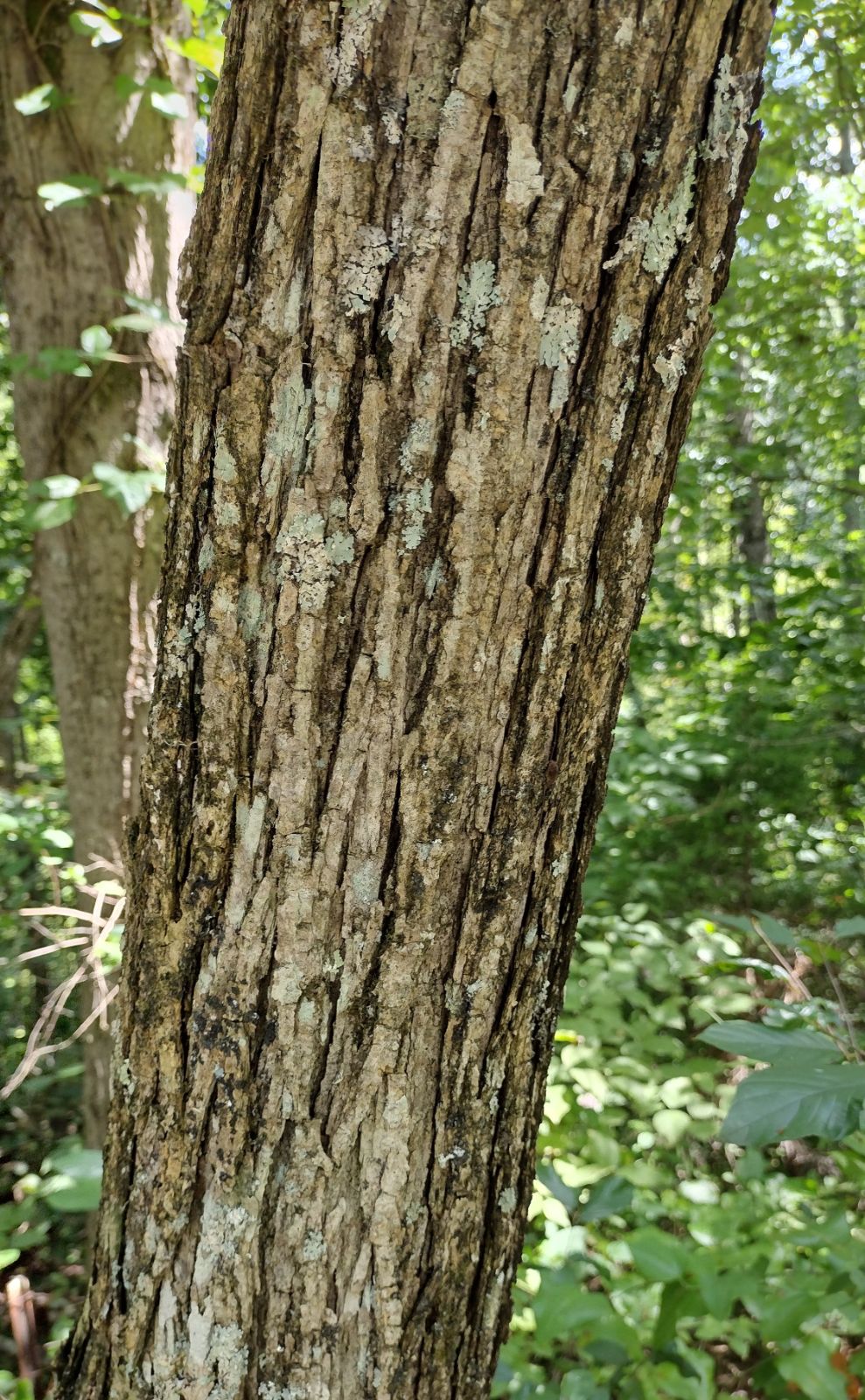 Slippery Elm Bark, Organic