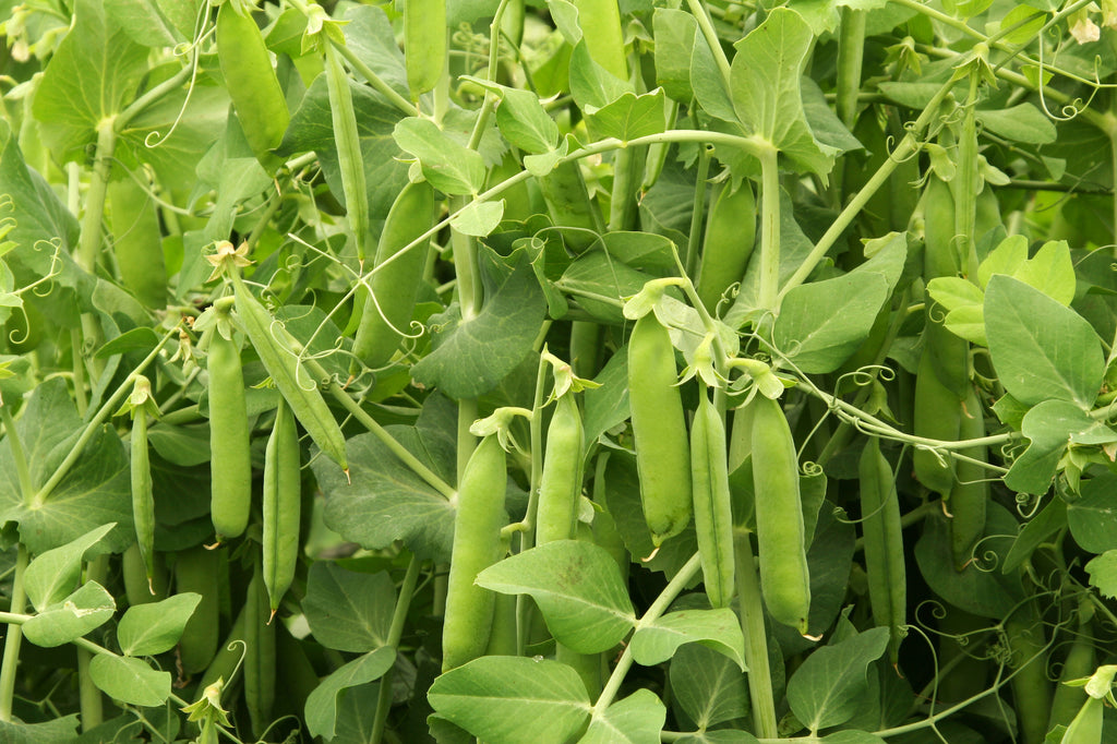 Sweet Green Pea Sprouting Seeds, Organic