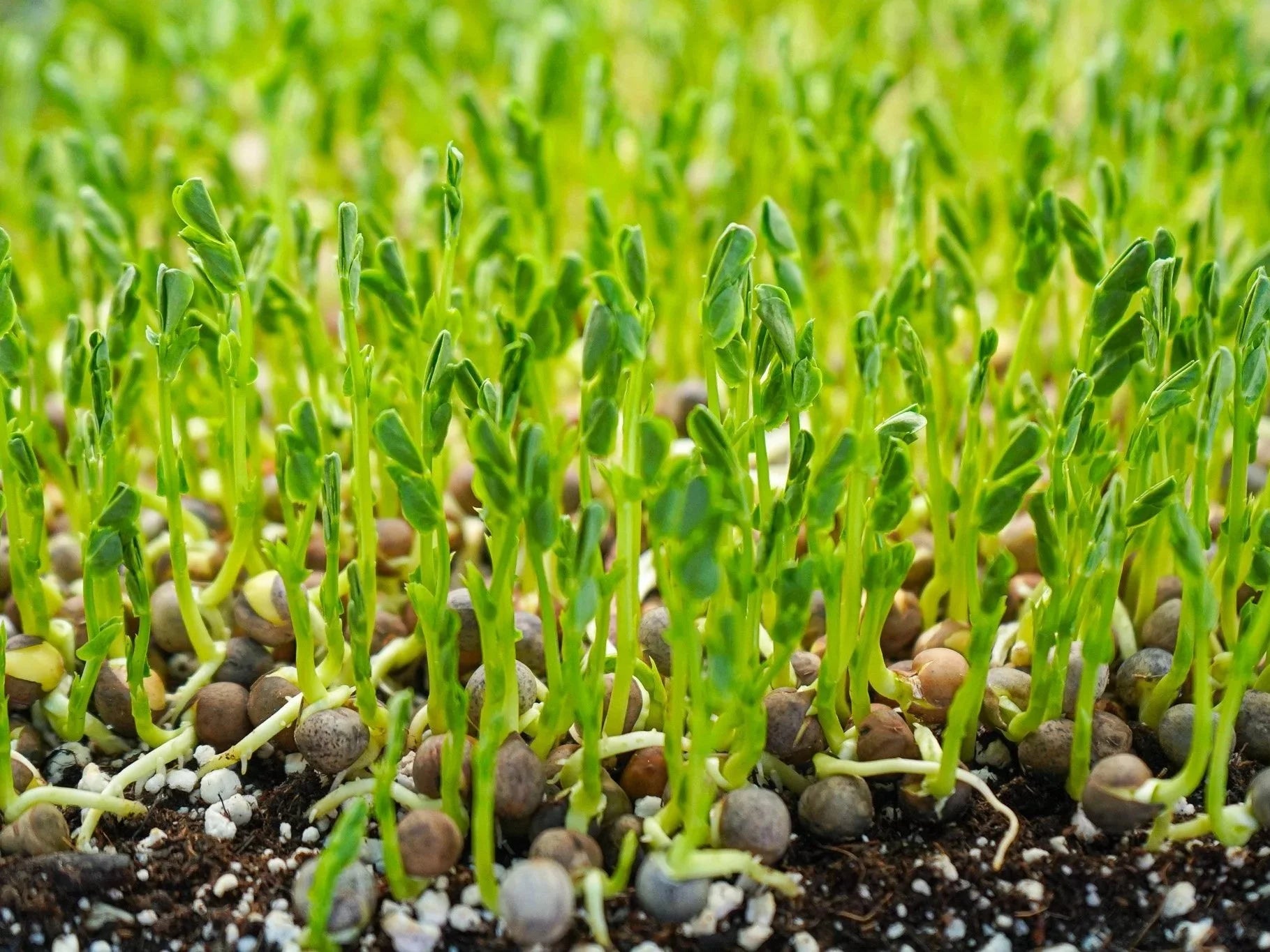 Sweet Green Pea Sprouting Seeds, Organic