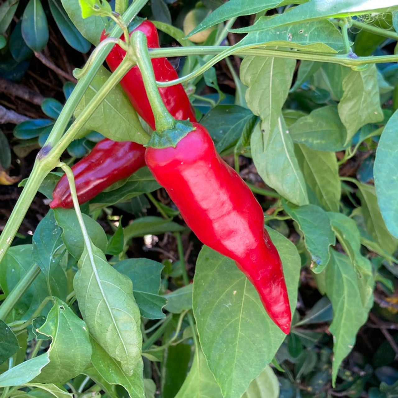 Paprika, Smoked