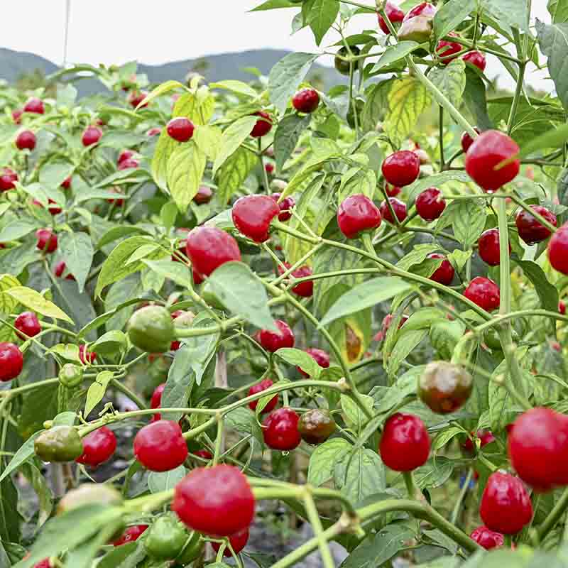 Szechuan Pepper, Whole (Organic)