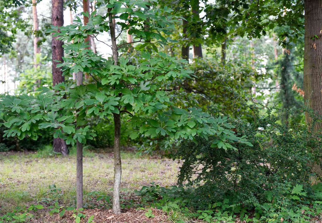 Sassafras Root Bark (Wild Crafted)