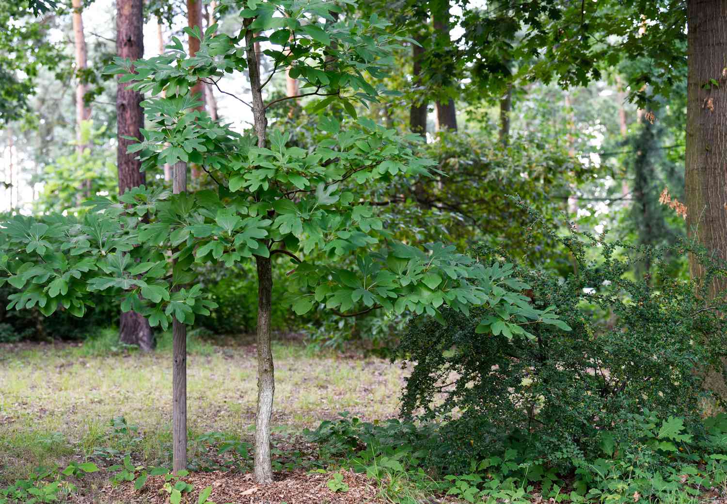 Sassafras Root Bark (Wild Crafted)