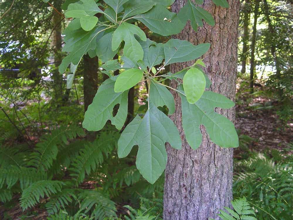 Sassafras Root Bark (Wild Crafted)
