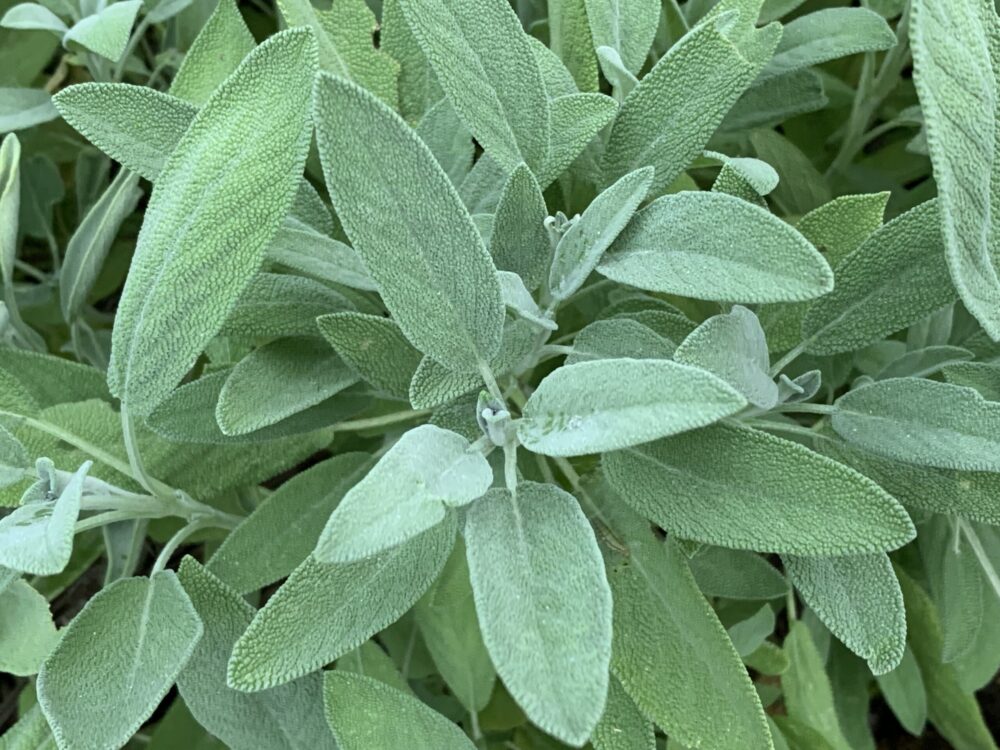 Sage Leaf (Organic)