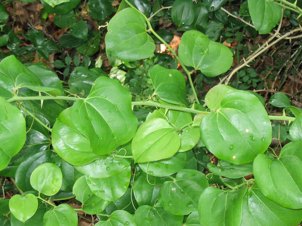 Sarsaparilla Root (Wild Crafted)