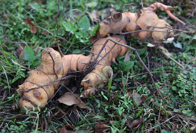 Sarsaparilla Root (Wild Crafted)