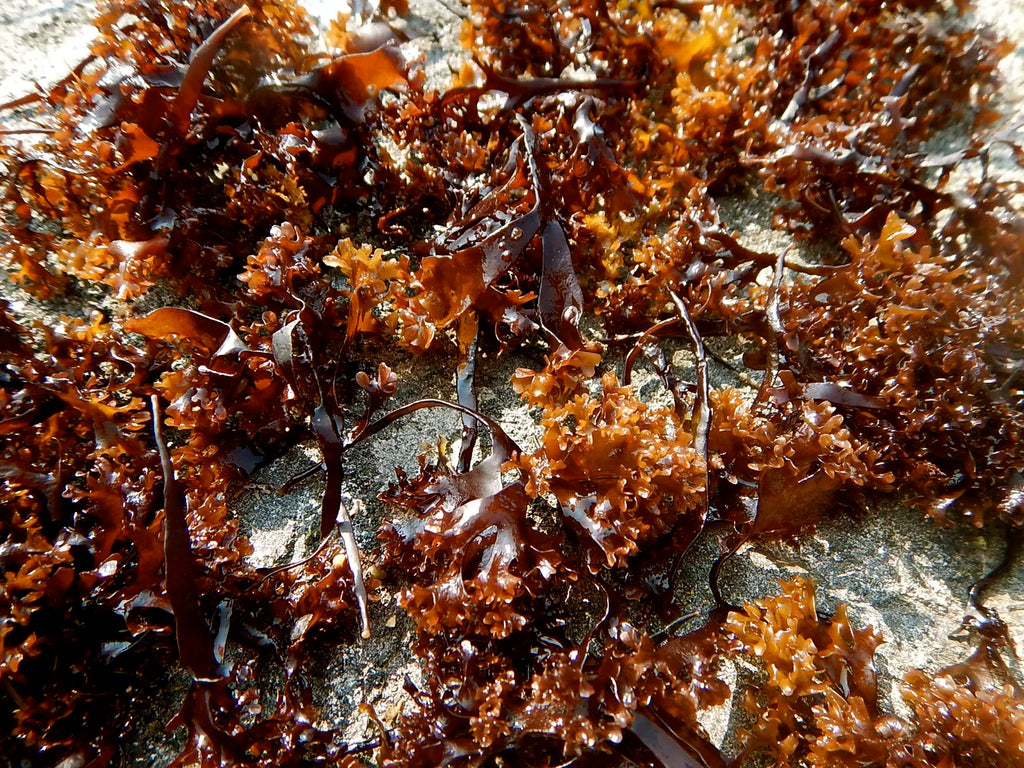 Irish Sea Moss (Organic)