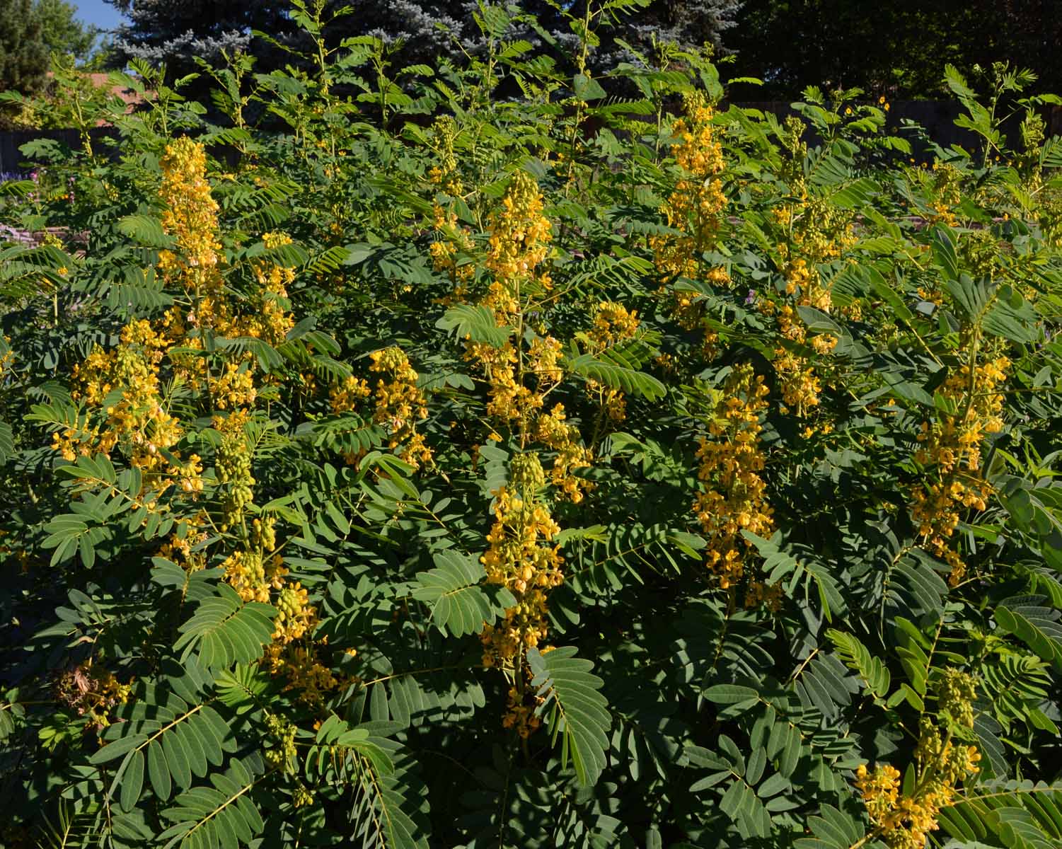 Senna Leaf (Organic)