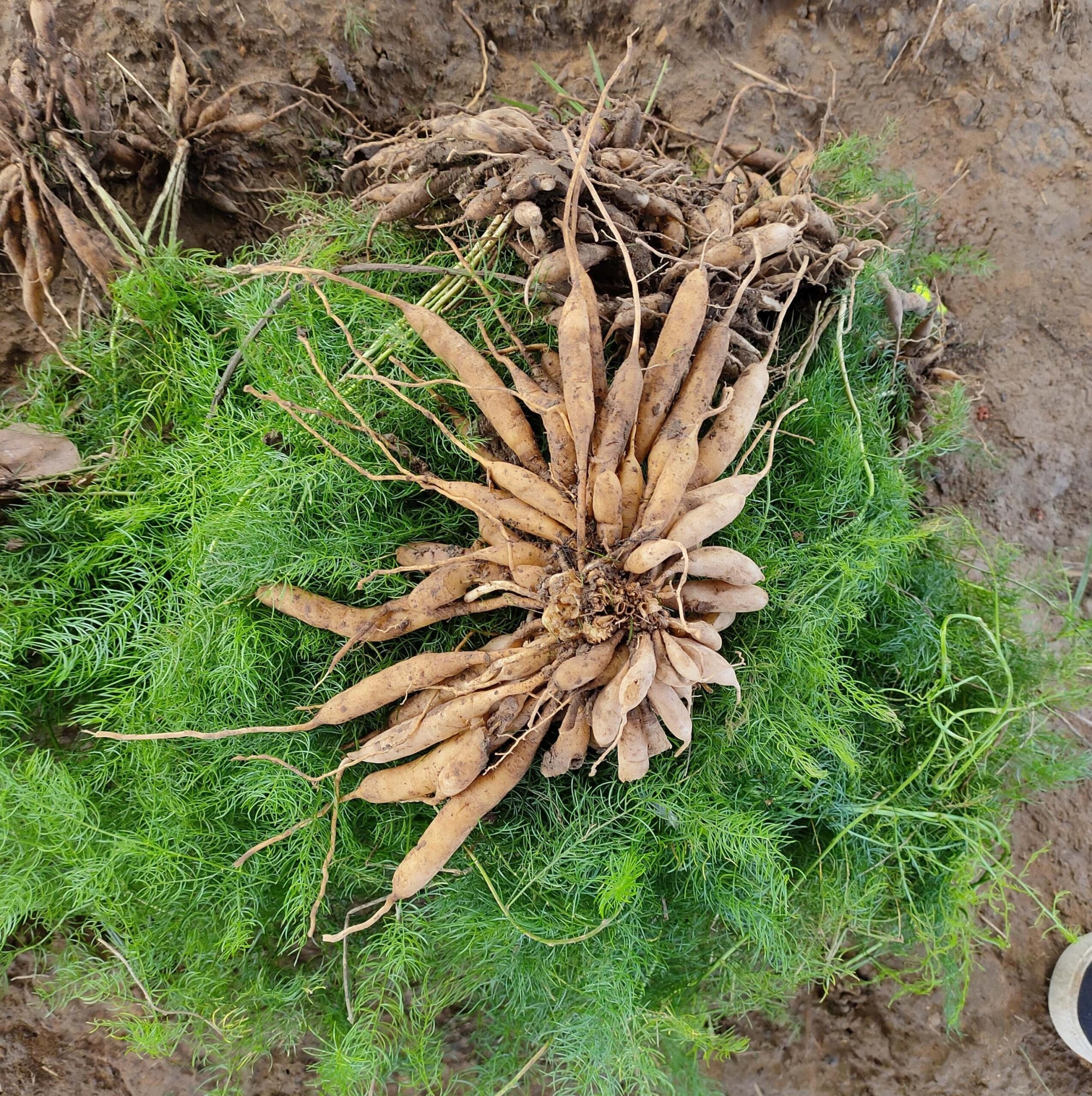 Shatavari Root, Cut (Organic)