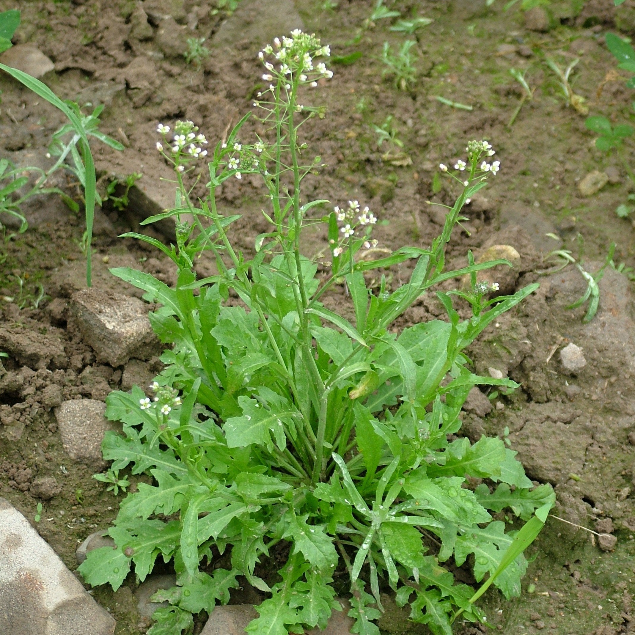 Shepherd's Purse (Organic)