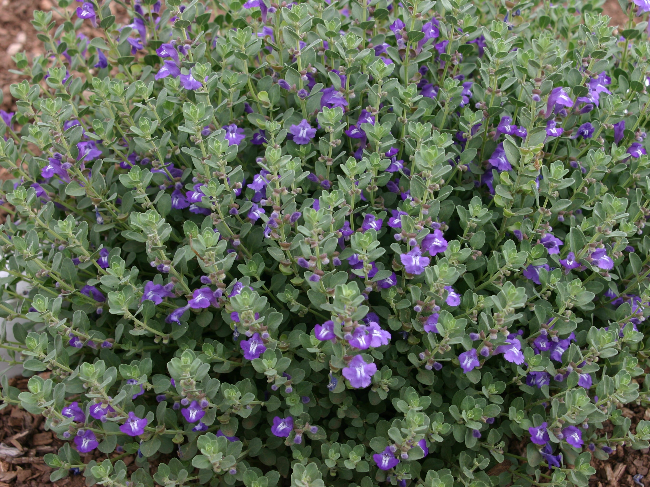 Skullcap (Organic)