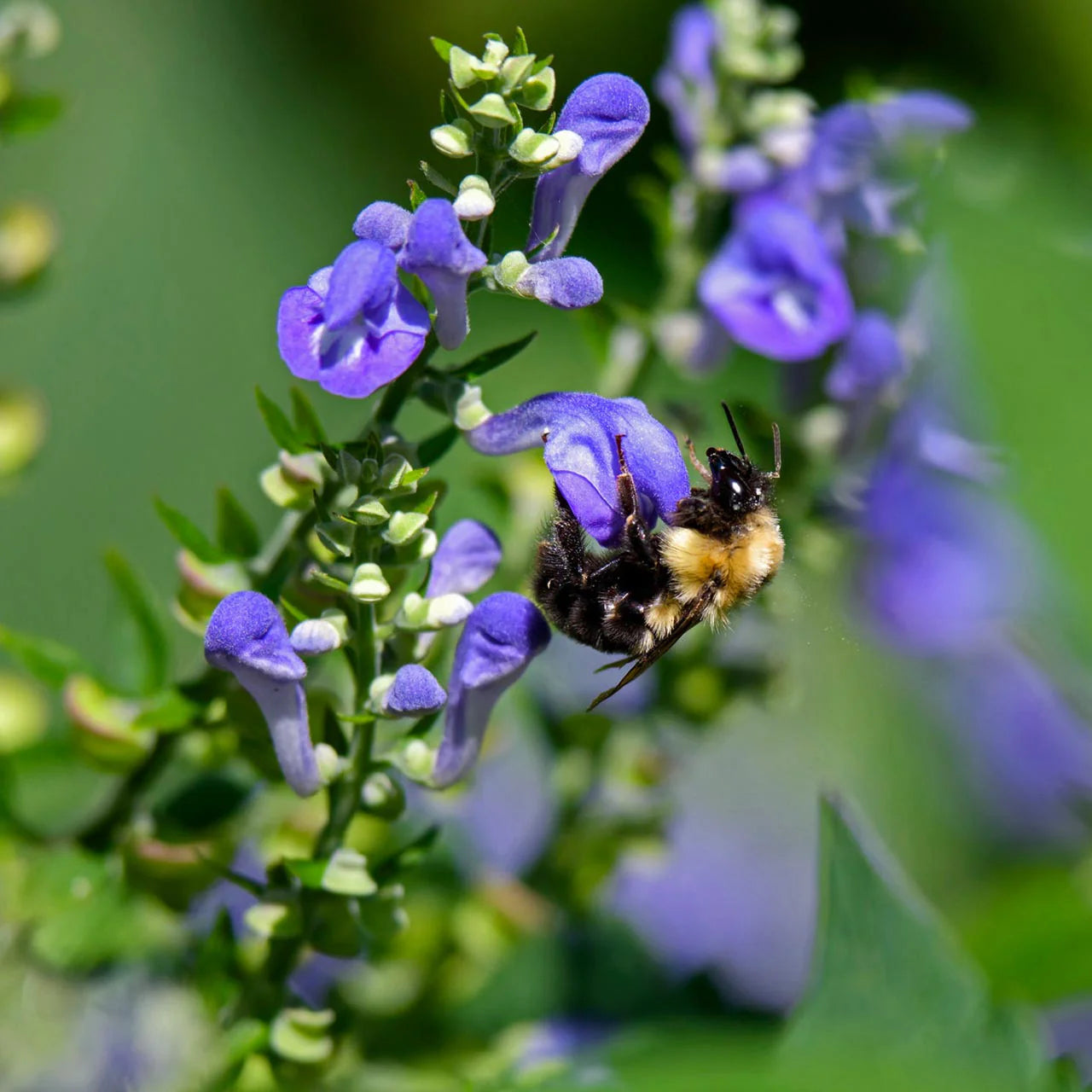 Skullcap (Organic)