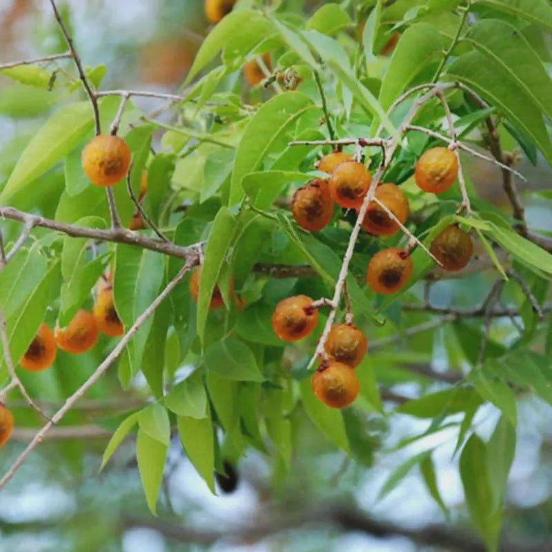 Soapnut Shells, Organic