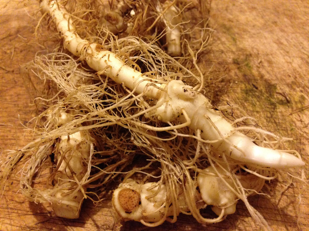 Solomon Seal Root