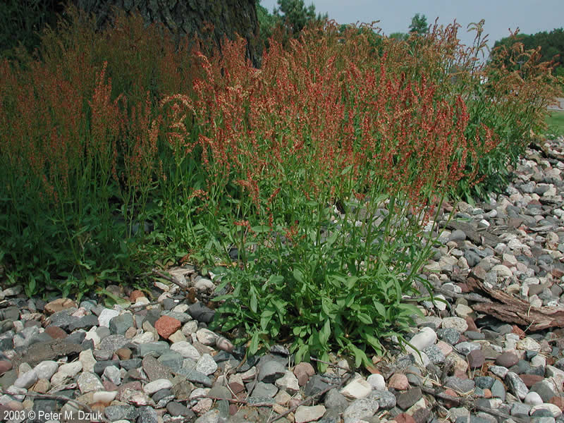 Sheep Sorrel (Organic)