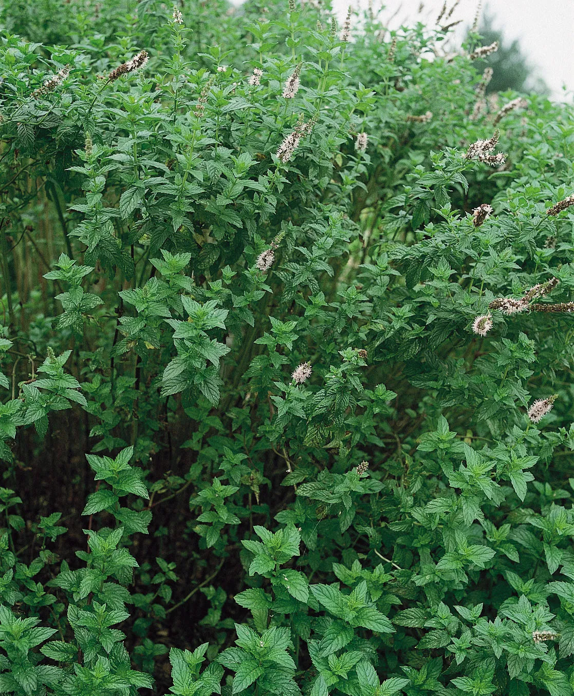 Spearmint (Organic)