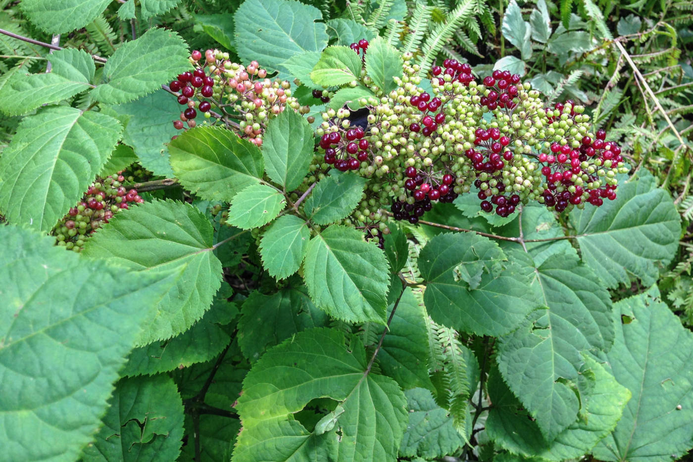 Spikenard Root (Wild Crafted)