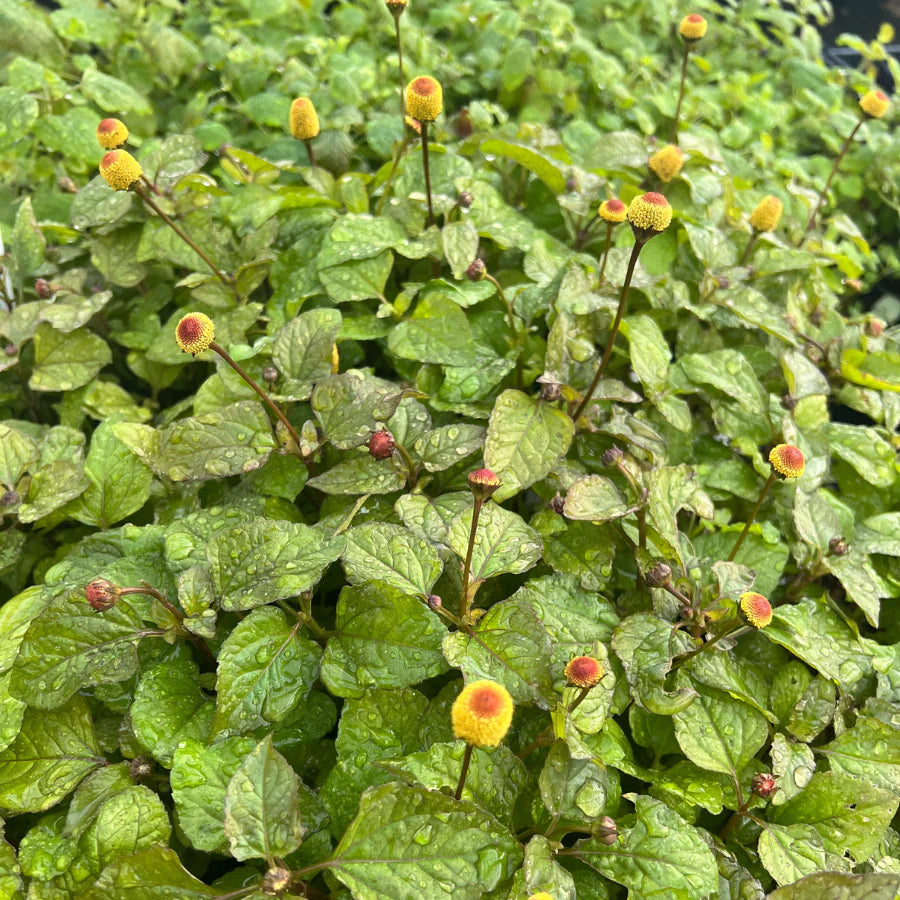 Spilanthes (Organic)