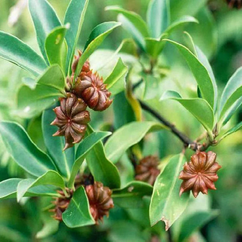 Close-up of star anise seed pods on a plant.