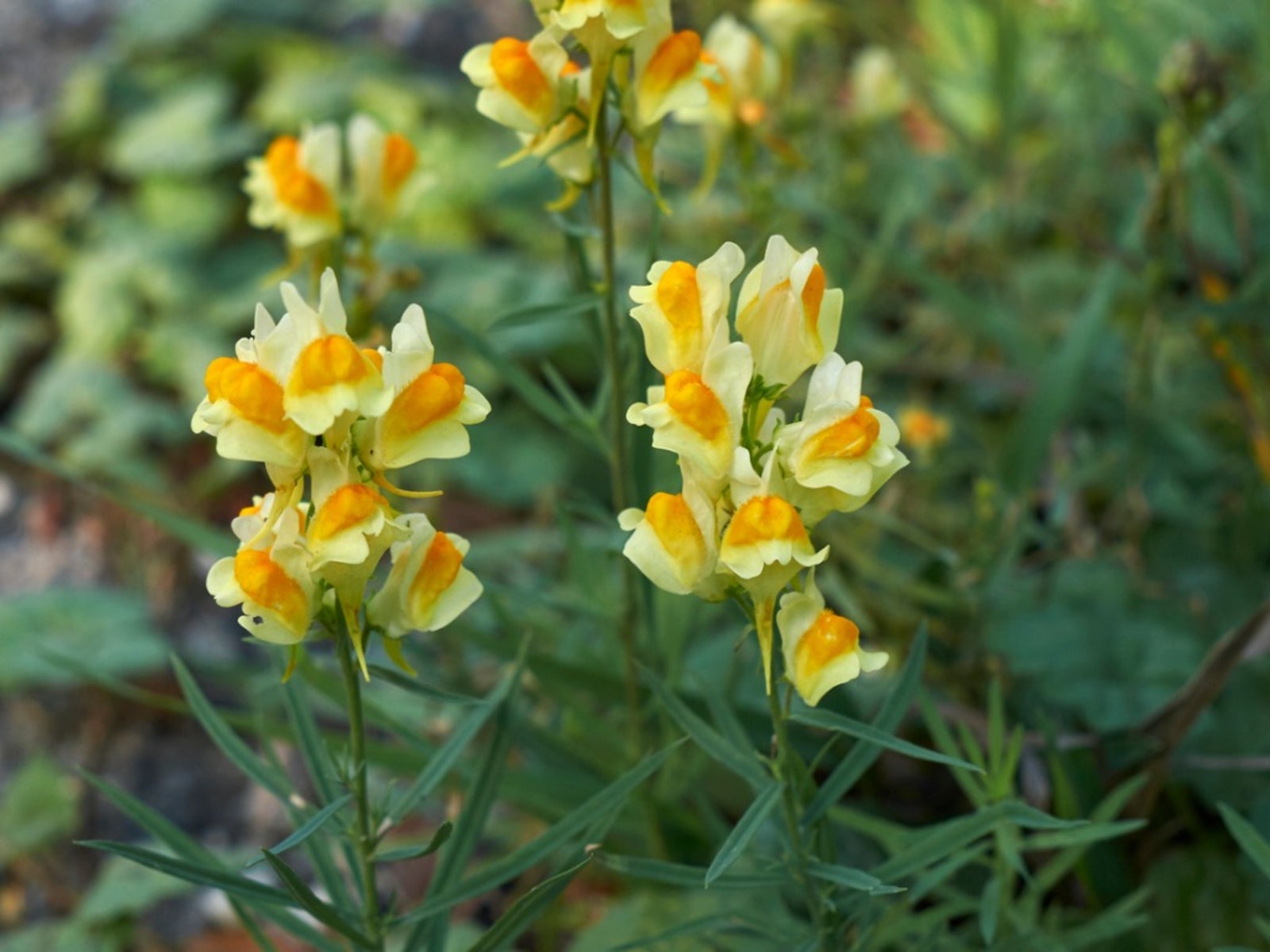 Yellow Toadflax