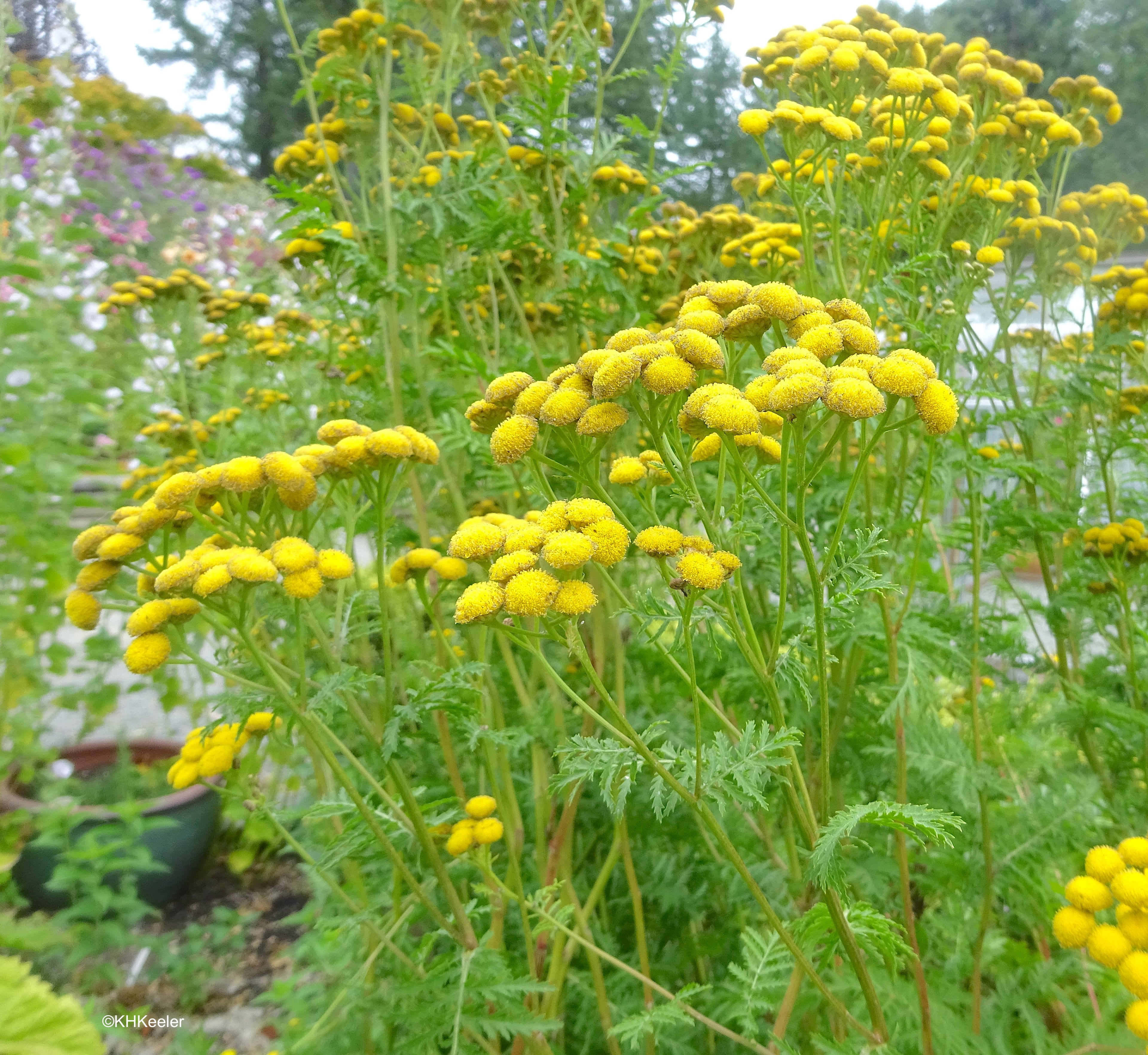 Tansy Herb (Organic)