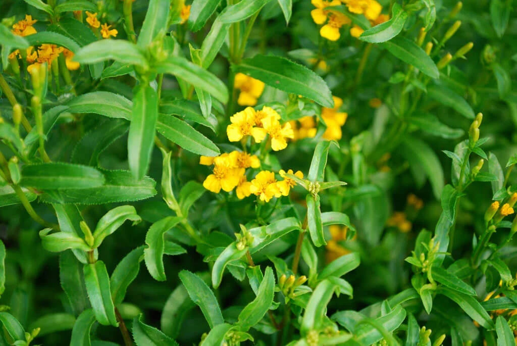 Tarragon Herb (Organic)