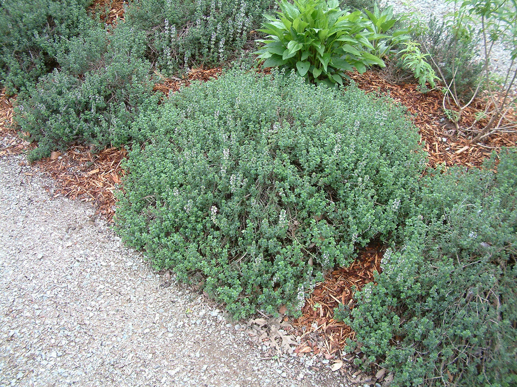 Thyme Leaf (Organic)