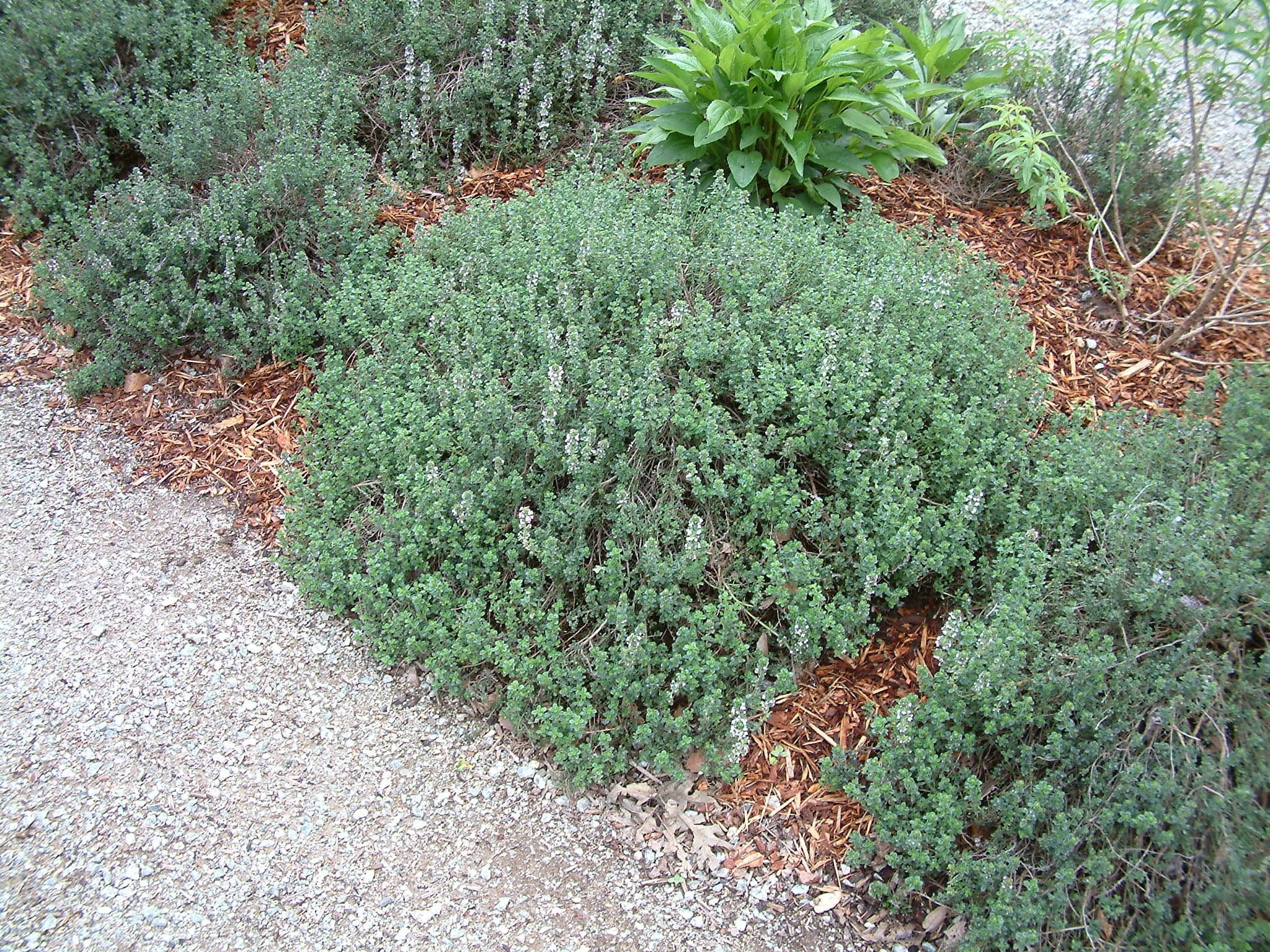 Thyme Leaf (Organic)