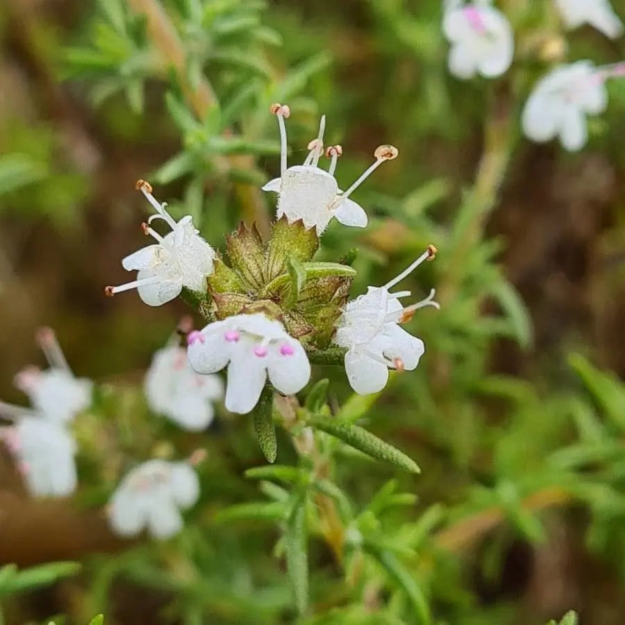 Thyme Leaf (Organic)