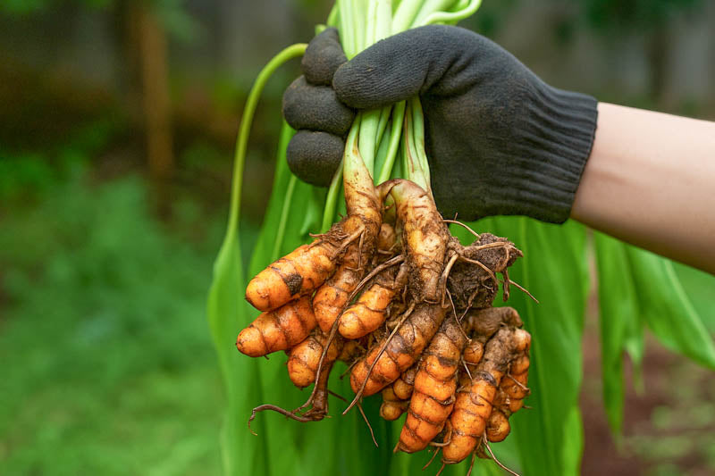Turmeric Root, Cut (Organic)