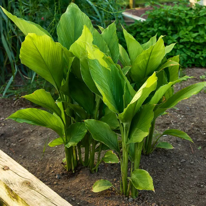 Turmeric Root, Cut (Organic)