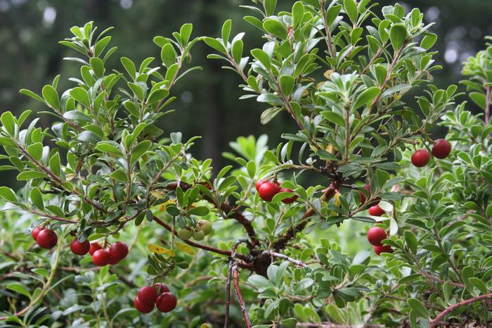 Uva Ursi (Organic)
