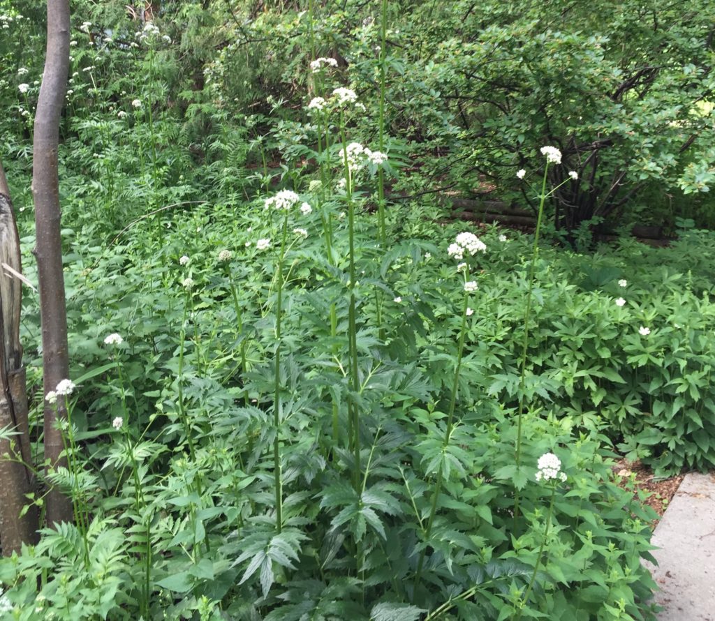 Valerian Root (Organic)