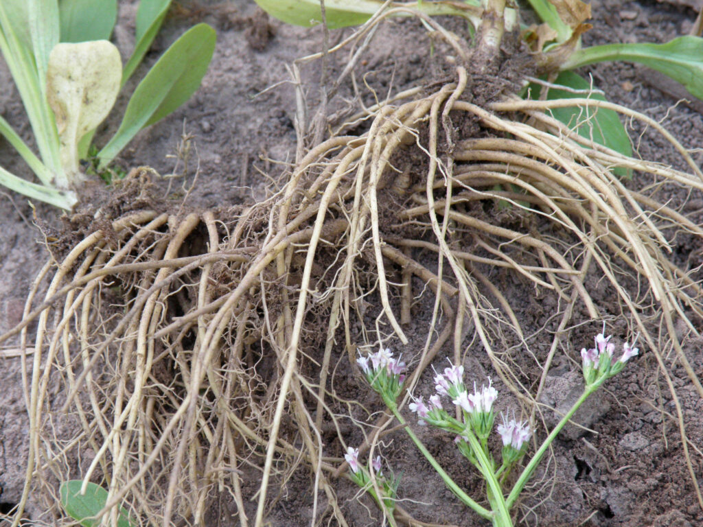 Valerian Root (Organic)