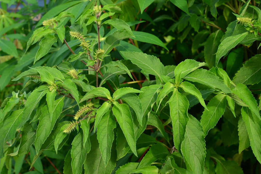 Holy Basil, Vana/Tulsi (Organic)