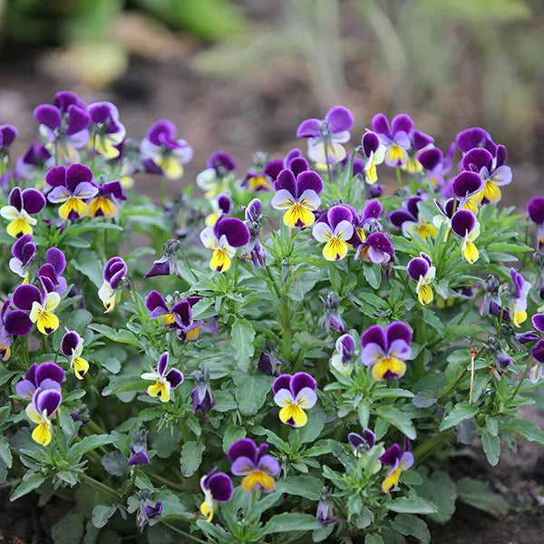 Violet Leaf/Heartsease