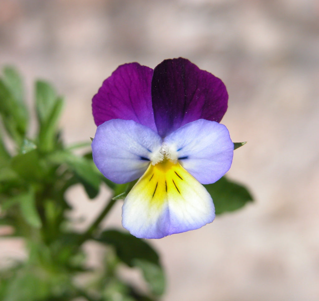 Violet Leaf/Heartsease