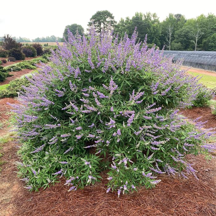 Chaste Tree Berries/Vitex (Organic)