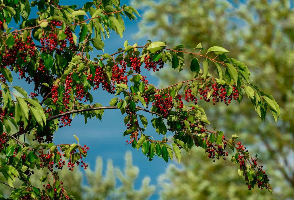 Wild Cherry Bark