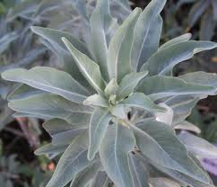 Sage, White/Ceremonial