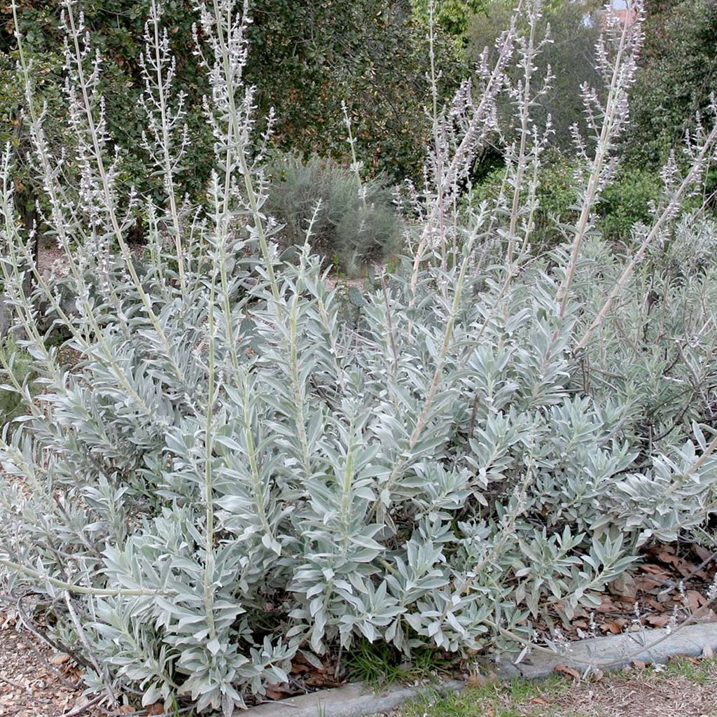 Sage, White/Ceremonial