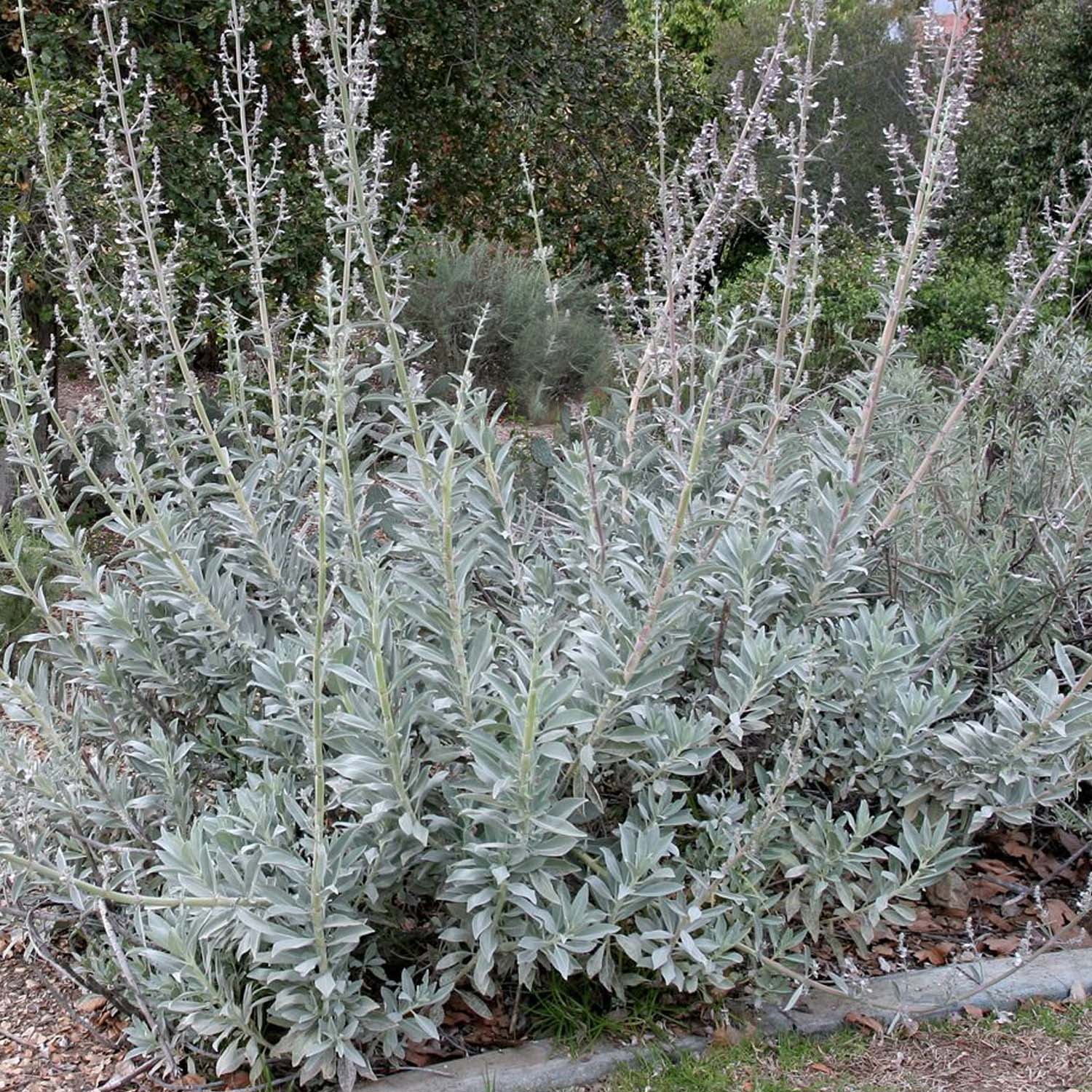 Sage, White/Ceremonial