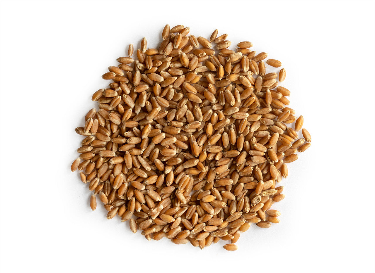 Wheatgrass Sprouting Seeds, Organic