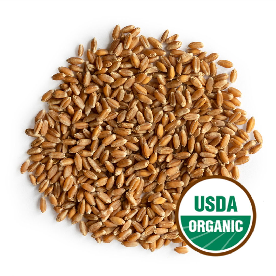 Wheatgrass Sprouting Seeds, Organic