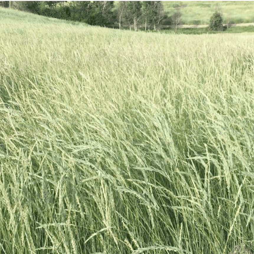 Wheatgrass Sprouting Seeds, Organic
