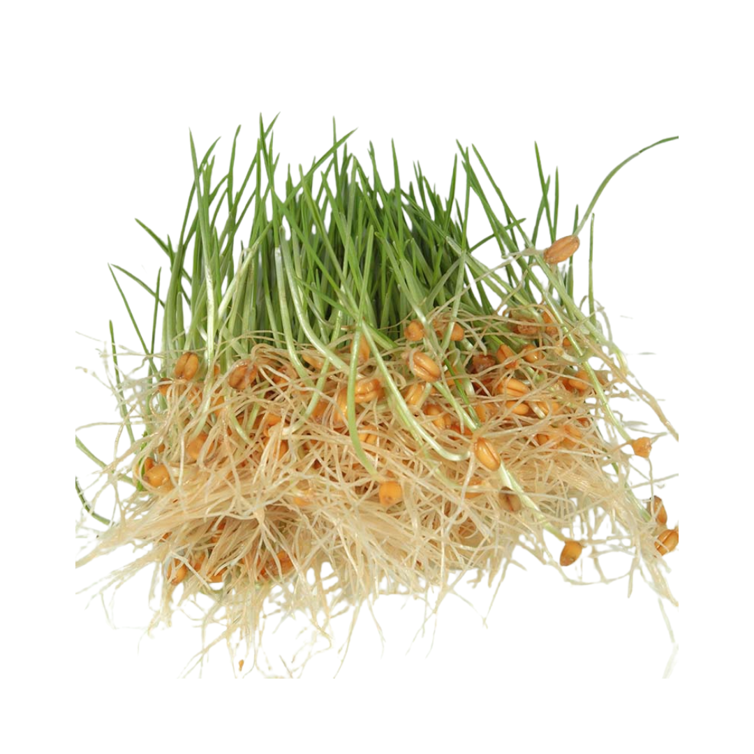 Wheatgrass Sprouting Seeds, Organic